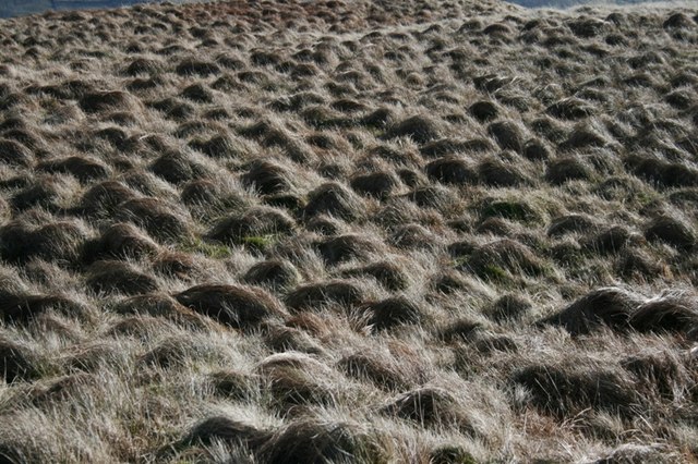 Tussocky Grass, Hartsop above How
