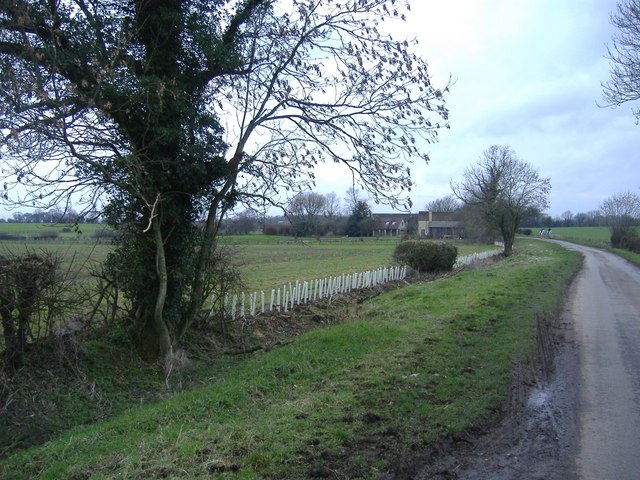 New hedge on Crudwell Lane