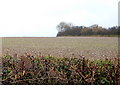 A field with Hedge in Foreground