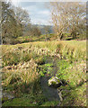 Marshy area in Colomendy