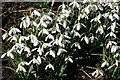 NJ4959 : Snowdrops (Galanthus nivalis) by Anne Burgess