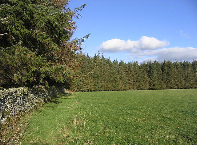 Pasture field with conifer shelter belt