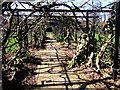 Wisteria pergola, Pince