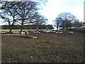 Sheep at Dunleyford Crossroads.