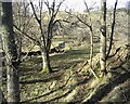 A small glade by the Satchels Burn