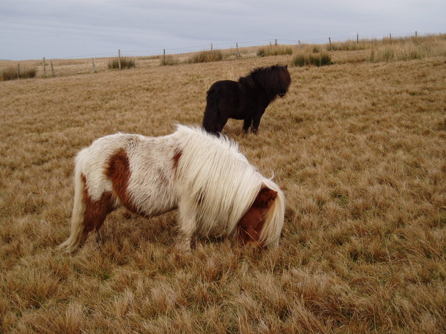 Grazing ponies on Hindlethwaite Moor