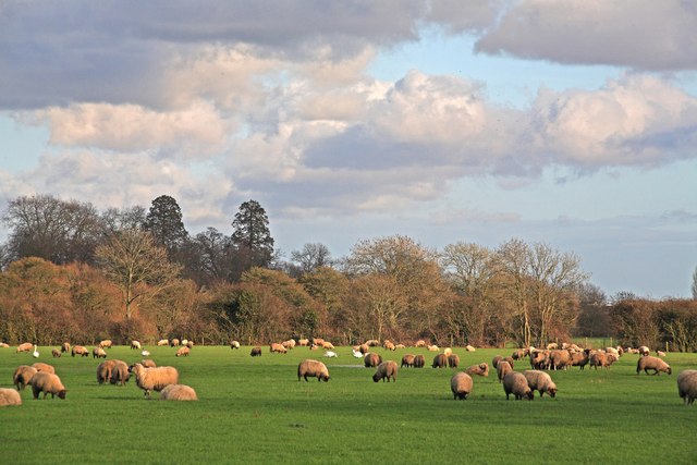 Sheep Pasture, Wimborne Minster 4