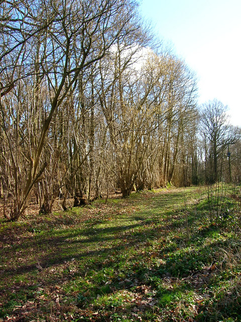 Woodland Boundary, Share Wood