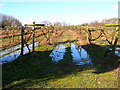 Vines, Carr Taylor Vineyard