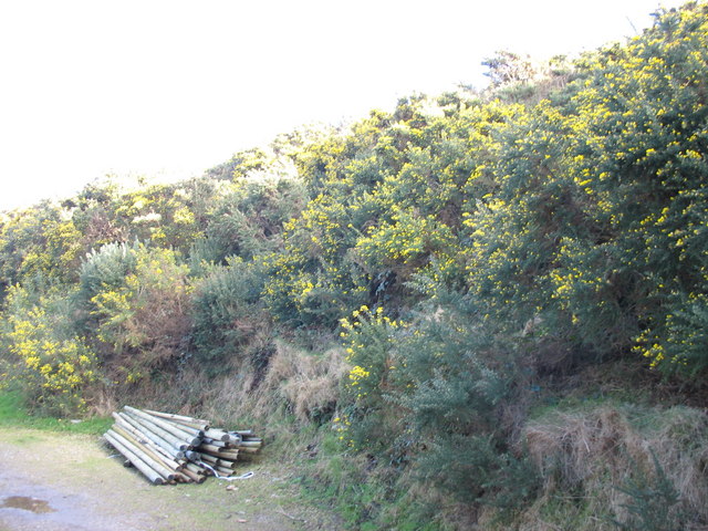 Gorse-covered lower slopes of Gyrn Goch mountain