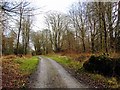 SU2265 : Charcoal Burners Road, Savernake looking east by Brian Robert Marshall