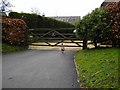 A pheasant in Wootton Rivers, Wiltshire