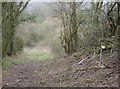 Bridleway near Lower Green