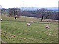 Pasture land above Esh Wood