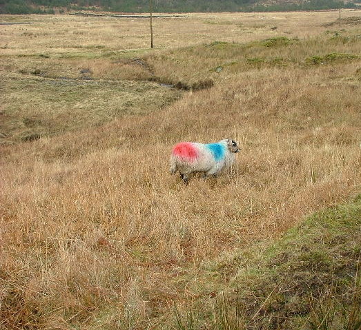 Colourful Sheep