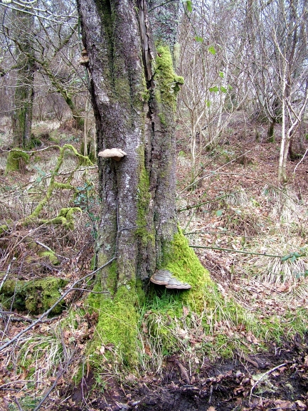 Shian Wildlife Reserve - tree on the fairy hillock (An Sidhean)
