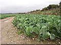 Cabbages