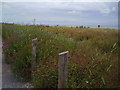 Summer  Sea Shore Flora, Kingsdown