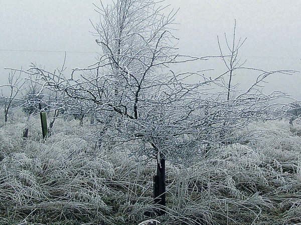 Frost on Middleham High Moor