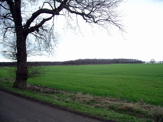 Tree & field
