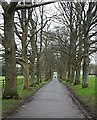 SX4553 : Tree-lined driveway: Mount Edgcumbe Park by Tony Atkin