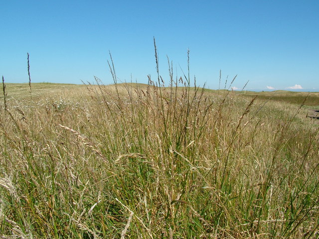 Grassland on Dunes Beside New Downs Farm © Dr Duncan Pepper cc-by-sa/2. ...