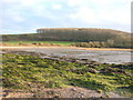 View across beach to trees on skyline