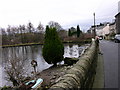 Ducks at Springwood - Ramsbottom