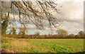 Pasture near Willaston