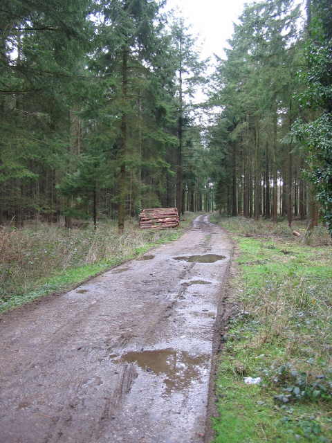 Forest track in Southleigh Wood