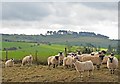 SU0319 : Sheep on ridge of Bokerley Ditch by Simon Barnes