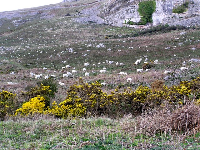 Feral goats on the Great Orme, Llandudno