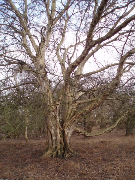 Historic birch tree in Staverton Park