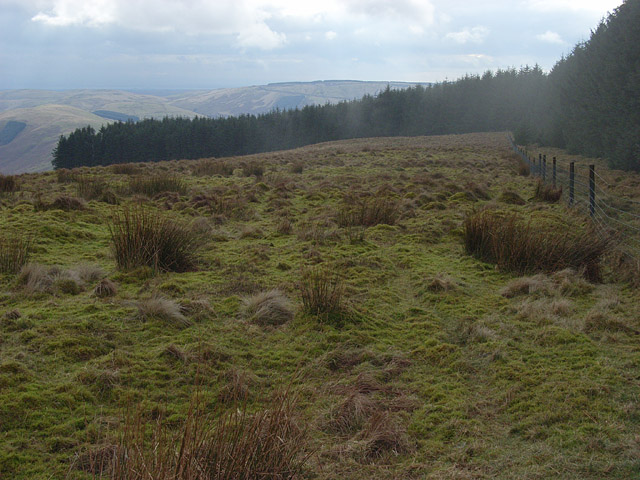 Forest on Mid Hill