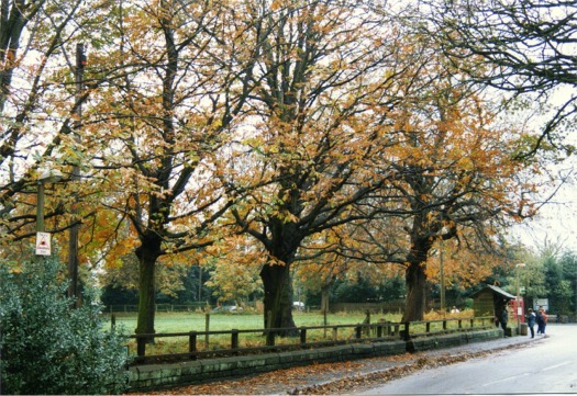 Horse chestnuts lining the road at Daresbury Village