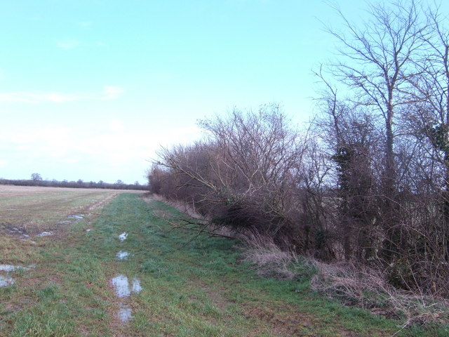 Hedge and field north of Down Ampney