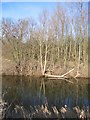 Woodland on the Banks of the River Dee