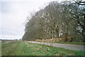 Road near Black Knap wood