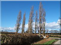 Poplars and a Peugeot