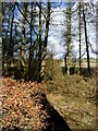 Rough woodland near Parkhill