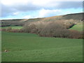 Grove Wood, lower end, Westwood Farm near Harmans Cross