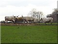 Long horned cattle