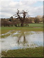 Tree reflected in wet wheatfield