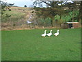 geese at Burnmill Farm