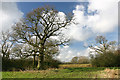 Trees and fields near Lew Barrow