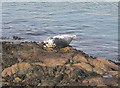 Atlantic Grey Seal