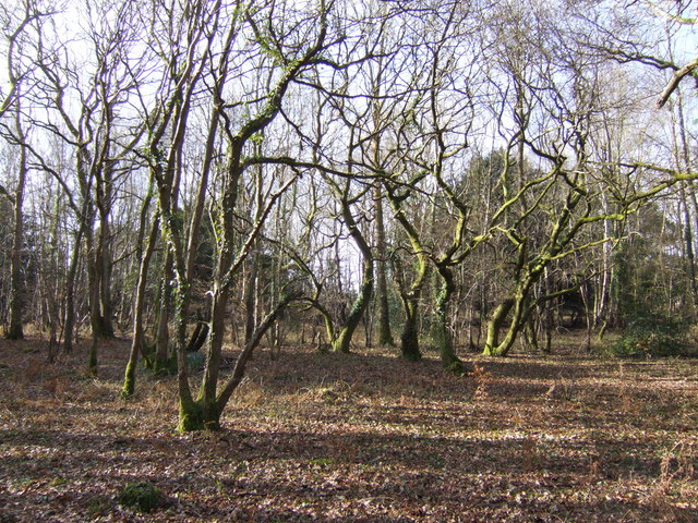 Gnarled trees in Havant Thicket
