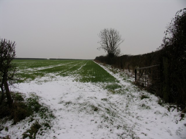 Field and hedge