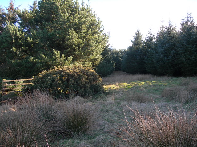 Forestry on Penmanshiel Moor