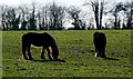 SU2260 : Young horses in a field near Marr Green, Wiltshire by Brian Robert Marshall